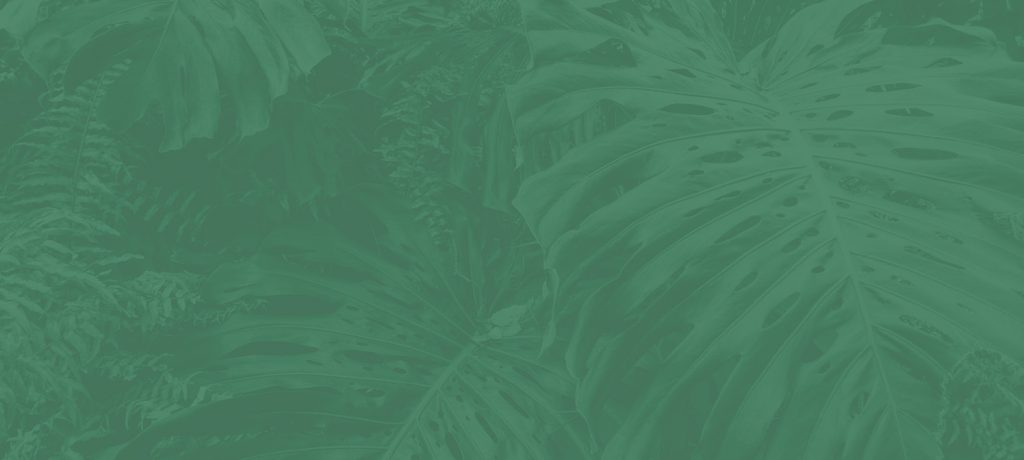 Decorative green background with tropical leaves