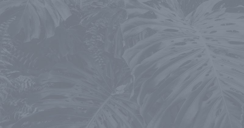 Decorative grey background with tropical leaves